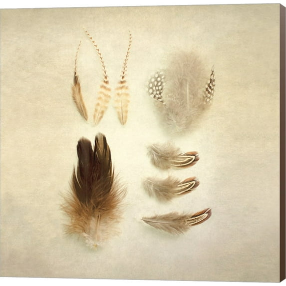 Feathers II Square by Elizabeth Urquhart, Canvas Wall Art