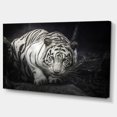 thumbnail image 3 of Design Art - White Tiger, 3 of 4