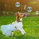 thumbnail image 4 of 3 Piezas Vestidos para Perros para Perros Pequeños Niña Verano Cachorro Ropa Ropa Mujer Lindo Gato Falda Cachorro Tutú Rosa Yorkie Ropa Transpirable Vestido para Mascotas, 4 of 6