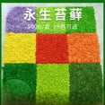 thumbnail image 4 of Musgo inmortal, planta de musgo en caja, pared de jardinería, musgo, escaparate, decoraciones interiores, micropaisaje, flor eterna, musgo., 4 of 6