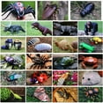 thumbnail image 3 of Novedad Simulación Control Remoto Serpiente Truco Juguete Eléctrico Control Remoto Cucaracha Ciempiés Insecto Animal, 3 of 6