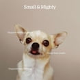 thumbnail image 3 of Adult GF Small Breed - Dry Dog Food, 5.44 kg, 3 of 6