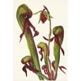 thumbnail image 3 of Mary Vaux Walcott 14x18 Black Modern Framed Museum Art Print Titled - California Pitcherplant. Chrysamphora Californica (1925), 3 of 5