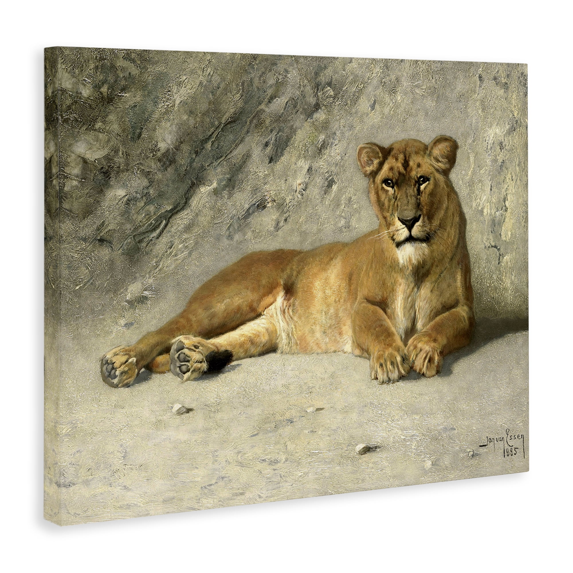 Stupell Industries Protective Wild Lion Animals Photography Wrapped Canvas Art Print Wall Art, 40 x 30