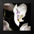 thumbnail image 2 of Poinski, Dianne 12x12 Black Modern Framed Museum Art Print Titled - Delicate White Orchids 3, 2 of 5