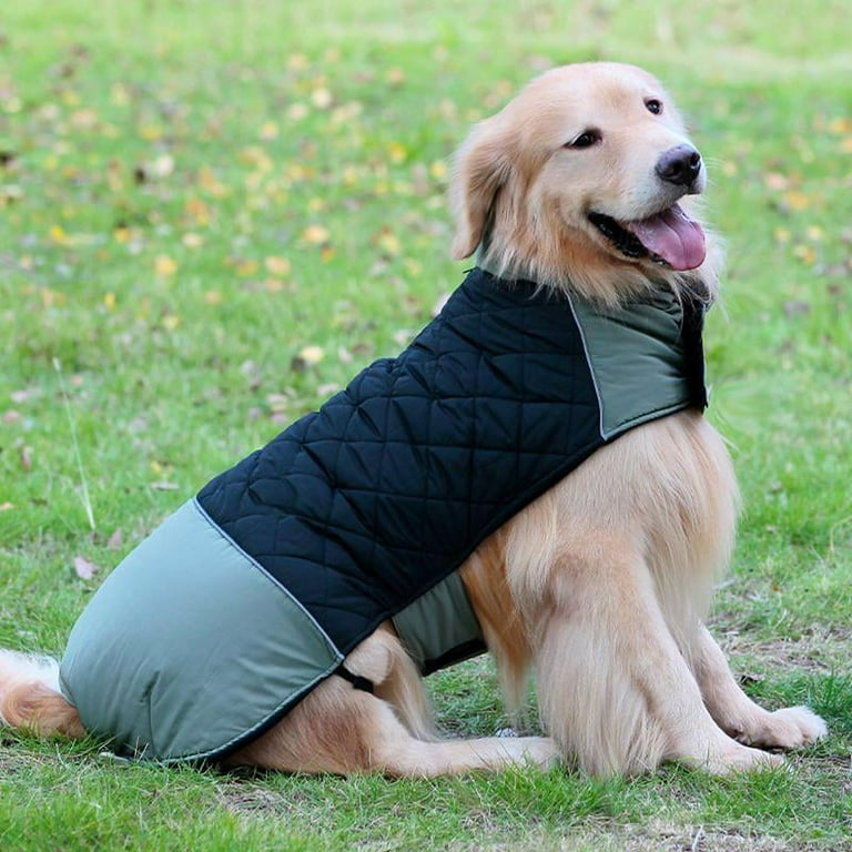 The 4 Best Winter Jackets and Raincoats for Dogs of 2024