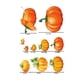 thumbnail image 2 of Bienvenido Acción de Gracias Pavo Etiqueta Calabaza Hoja de Arce Fruta Etiqueta Estática, 2 of 5