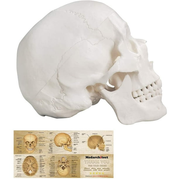 Modèle Anatomique Crâne Humain 3 pièces 