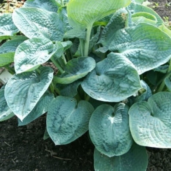 10 Big Daddy Hosta Bareroot
