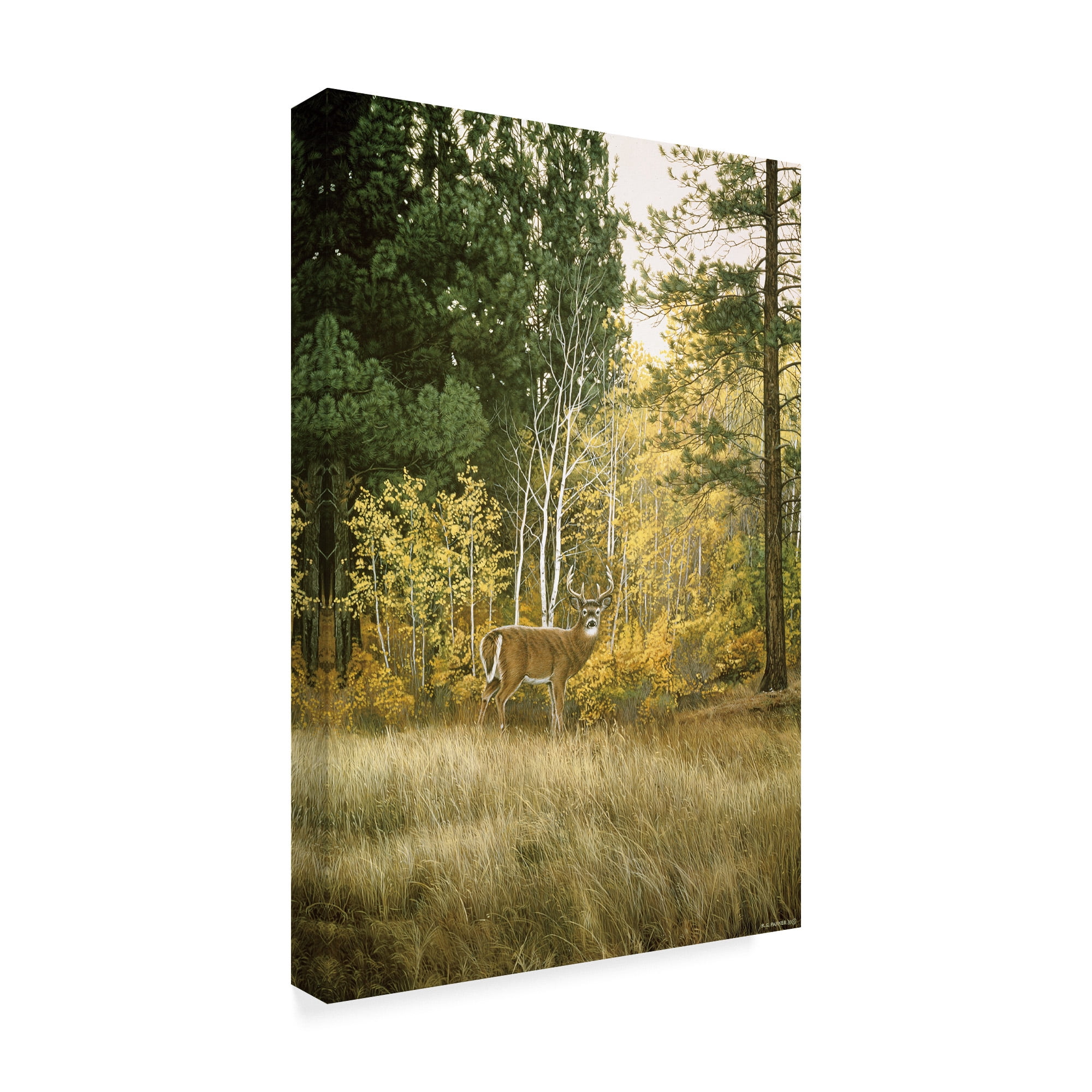 Trademark Fine Art 'Autumn Aspen White Tailed Deer' Canvas Art by Ron Parker