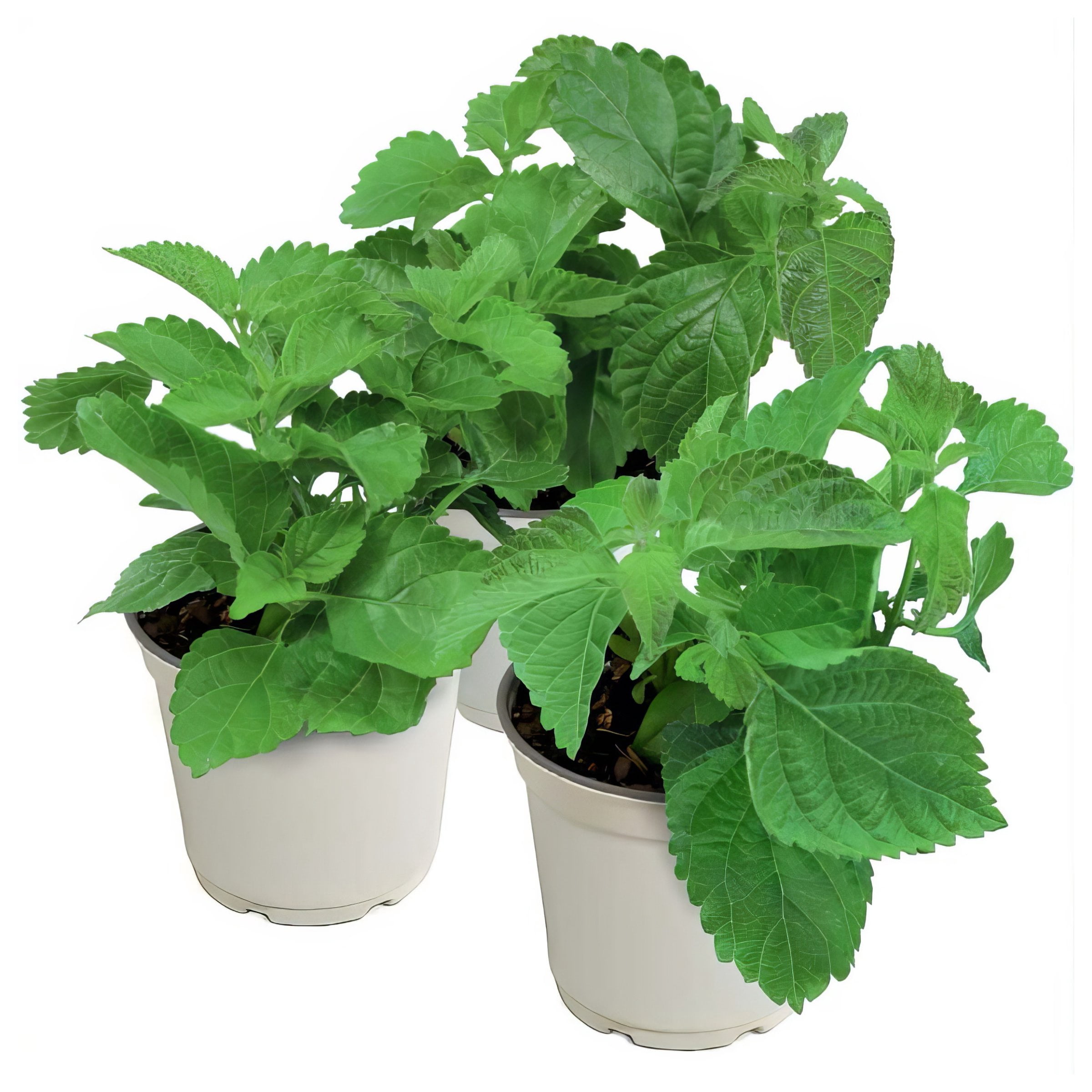 4 in. Lantana 3-N-1 Lucky Charm Live Annual Plant with Multicolor Flowers (3-Pack)