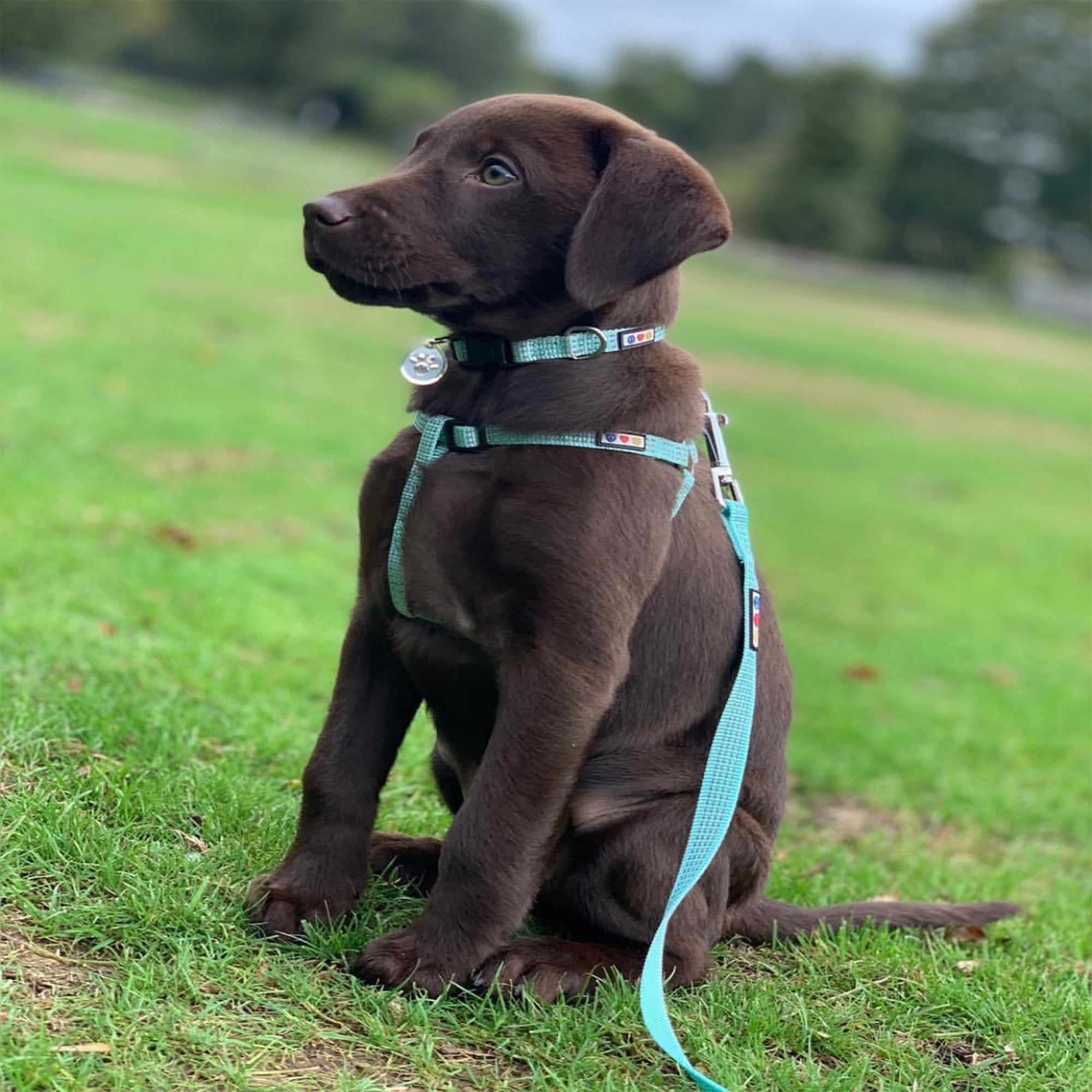 Pawtitas Reflective Dog Harness - Orchid - (S) Small Step in Dog Harness Training & Walking