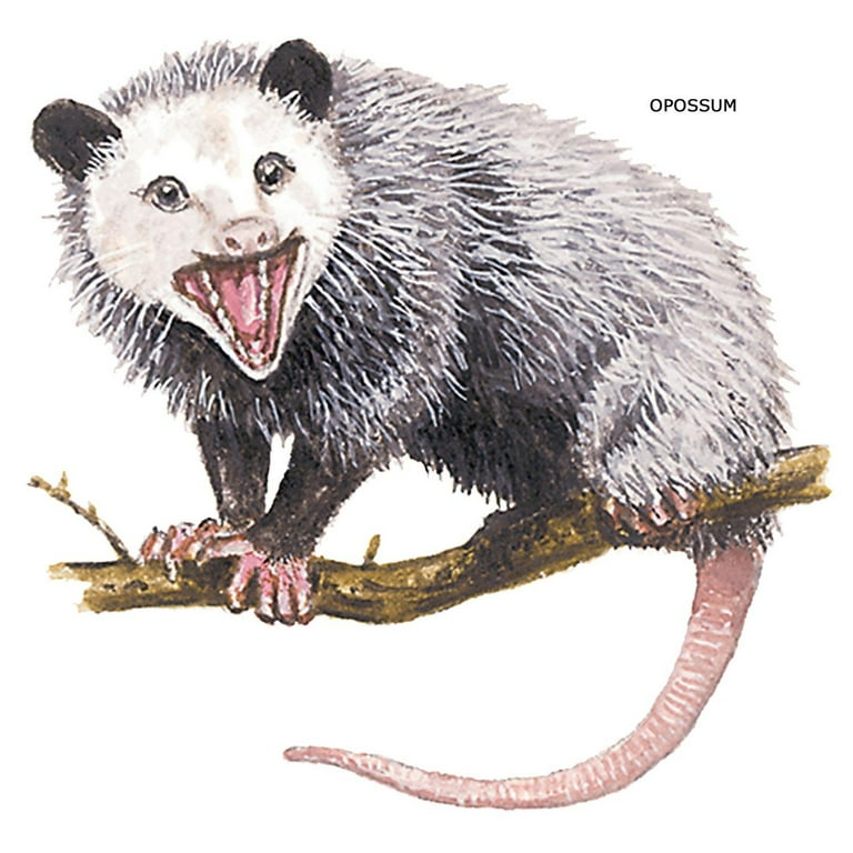 Possum pajama pants hotsell