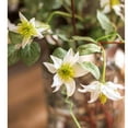 thumbnail image 3 of Faux Silk German Clematis Flower Stem in White 40" Tall, 3 of 4