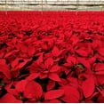 thumbnail image 7 of Holiday Time 1.68QT Pink Poinsettia Live Plant in Decorative Pot Cover, Indirect Sunlight, 7 of 7
