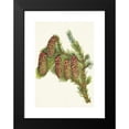 thumbnail image 2 of Mary Vaux Walcott 11x14 Black Modern Framed Museum Art Print Titled - Engelmann Spruce. Picea Engelmanni (1925), 2 of 5