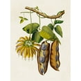 thumbnail image 2 of Unknown 25x32 Gold Ornate Wood Framed with Double Matting Museum Art Print Titled - Fruit of the Tropics III, 2 of 4