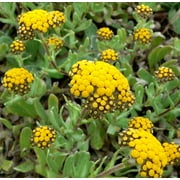 Expert Gardener No Shade Pt Accent Helichrysum