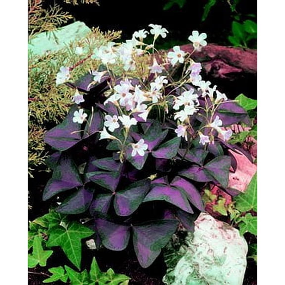 Oxalis Triangularis - 20 Bulbs - Size 1"