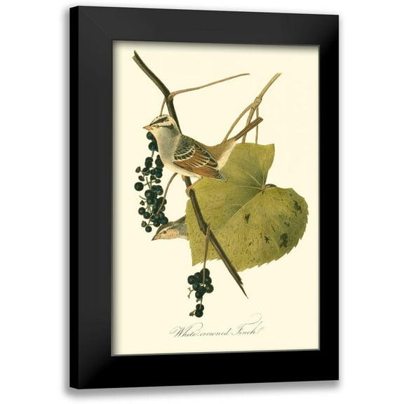 Audubon, John James 11x14 Black Modern Framed Museum Art Print Titled - Audubons Finch