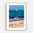 thumbnail image 2 of Screaming seagulls  - Rostock Mecklenburg-Vorpommern Germany Photography Seascape Bird Coastal Beach Waves Wildlife Ocean Unframed Wall Art Print 12 x 18 inches, 2 of 60