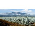 thumbnail image 1 of Blue Agave Photo License Plate, 1 of 1