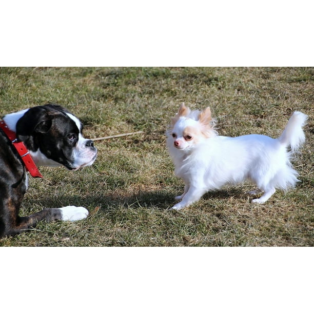 Black Pets White Large Chihuahua Dogs Boxer 12 Inch By 18 Inch Laminated Poster With Bright Colors And Vivid Imagery Fits Perfectly In Many Attractive Frames Walmart Com Walmart Com