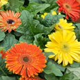 thumbnail image 2 of Gerbera Daisy Jaguar Fire Dark Eye Flower Seed Mix - 20 Seeds, 2 of 2
