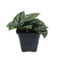 thumbnail image 2 of Rare Silver Satin Philodendron - Scindapsus - 4" Pot-Trending, 2 of 4