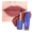 Mocha Plum 005, variant on RUBY VIBE CO Matte Liquid Lipstick, True Red Long-Wear Lip Color with Velvety Non-Drying Finish, 0.23 fl oz