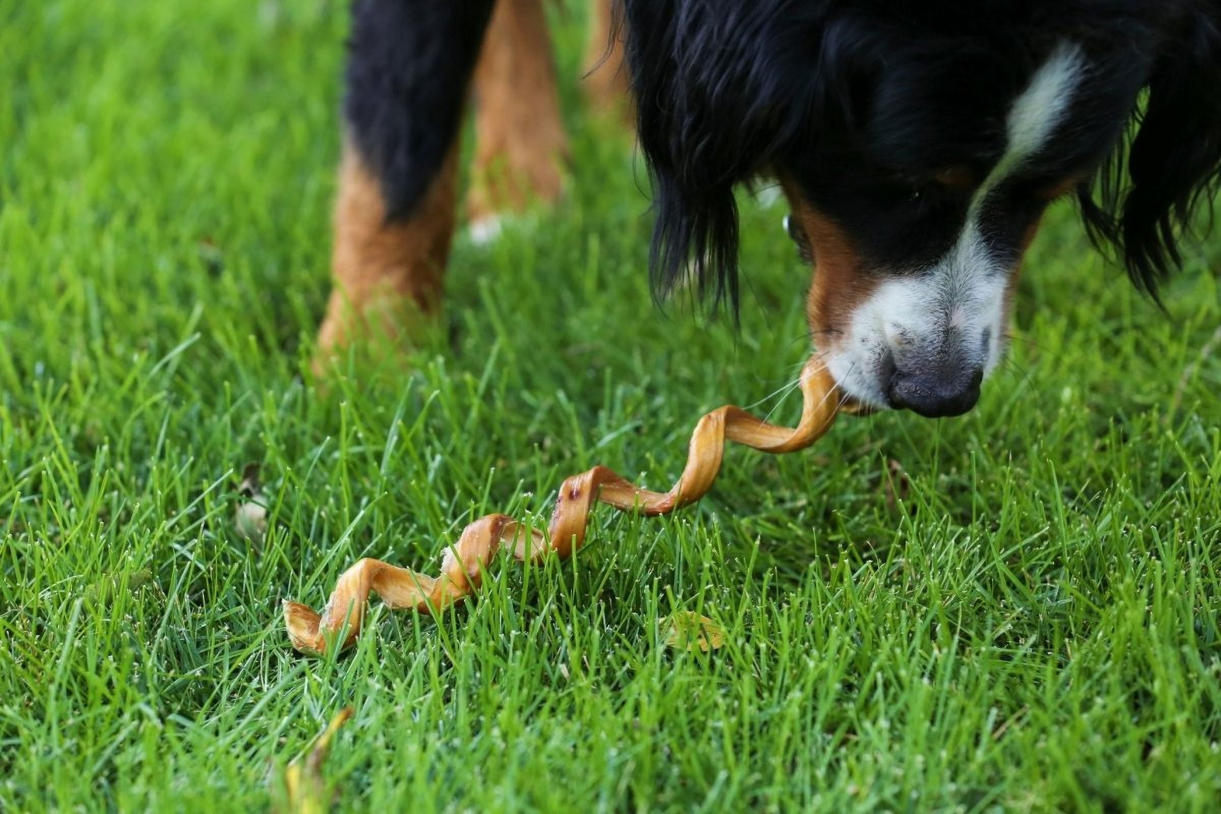 Bully Stick 12" Spring Dog Treat
