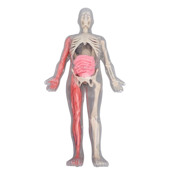 Human Body Organ Bones, Physiology Study Human Body Model  for Class