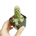 thumbnail image 4 of Lady Fingers Cactus Mammillaria Elongata (2"+ Clay Pot) - Tiny, Lovely, Easy to Care Cactus for Beginners - Unique Shaped Cactus - Live Cactus for Home Office, 4 of 8