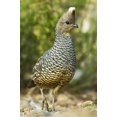 thumbnail image 2 of Welling, Dave 13x18 White Modern Wood Framed Museum Art Print Titled - TX, McAllen Wild scaled quail foraging for food, 2 of 4