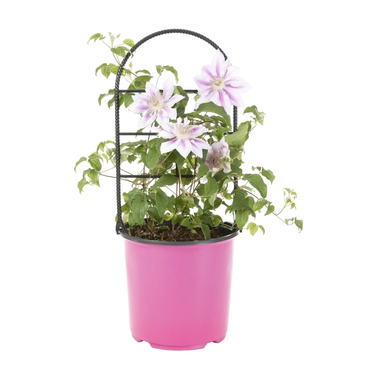 Expert Gardener 1.5G Purple Clematis Live Plant Grower Pot Sun - Walmart.com