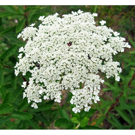 Bishops Flower | False Queen Anne's Lace Seeds | Non-GMO