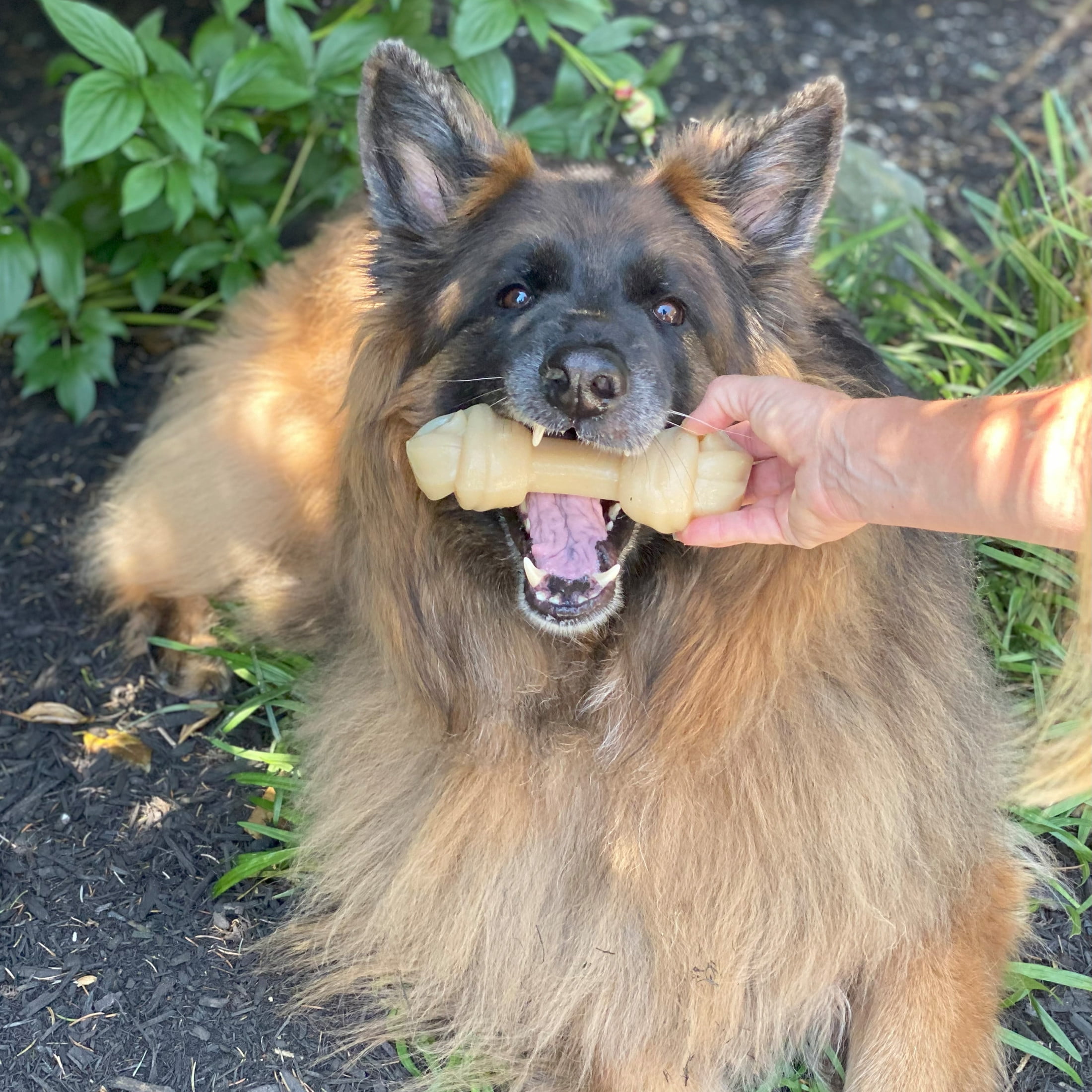 Nylabone Power Chew Mega Knot Bone Dog Toy, Dog Chew Toy, Chicken Flavor, X-Large, 1 Count