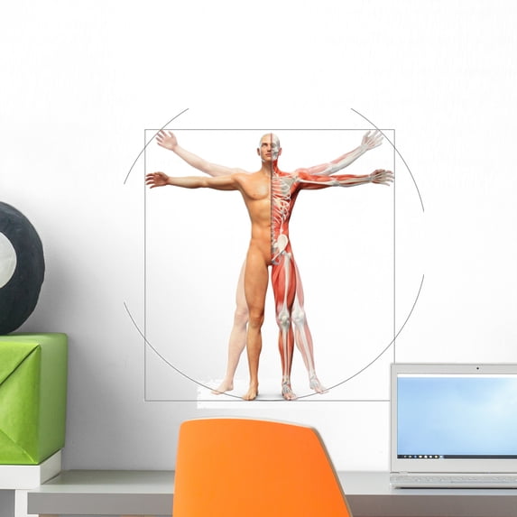 Human Anatomy Displayed as Wall Mural by Wallmonkeys Peel and Stick Graphic (18 in H x 18 in W) WM324136