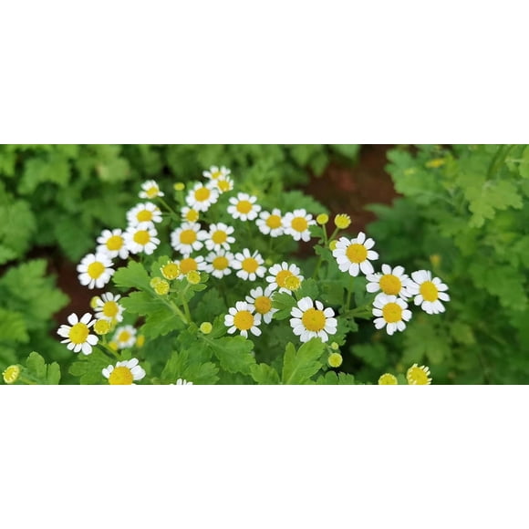 GSDWIUEW German Chamomile Seeds, 350 Seeds, Herbal Gardening, Heirloom Seeds