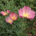 thumbnail image 3 of Plant Good Seed Purple Gleam California Poppy Seeds, Flower Seeds for Planting, 200 Seeds, 3 of 6