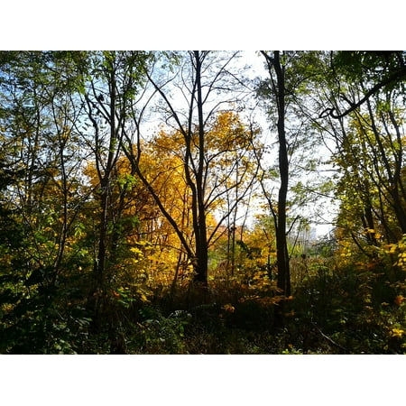 - LAMINATED POSTER Gold Yellow Leaves Autumn Autumn Gold Foliage Poster Print 24 x 36