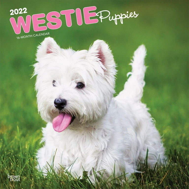 West Highland White Terrier Puppies 2022 Wall Calendar Walmart