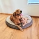 thumbnail image 4 of LotFancy Dog Stuffed Animals Plush, 21 Soft Cuddly Golden Retriever Plush Toys, Large Stuffed Dog, Puppy Dog Stuffed Animals, Mother's Day, Birthday, Easter Gift, for Kids, Pets, Girls, 4 of 5