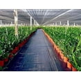 thumbnail image 5 of Agfabric Landscape Fabric Weed Barrier Ground Cover Garden Mats for Weeds Block in Raised Garden Bed, 3 Ft X 330 Ft, 5 of 7
