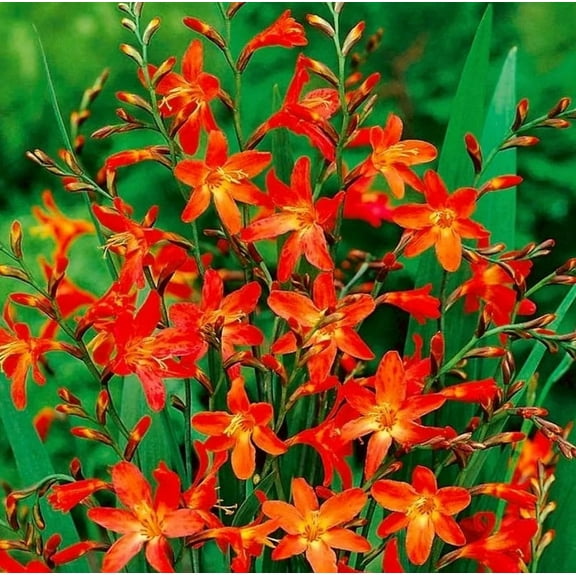 40 Red Crocosmia Bulbs, Perennial Crocosmia Flower Bulbs for Planting, Flowering Perennial