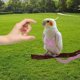 thumbnail image 3 of Arnés ajustable para pájaros con correa de 80 pulgadas, Kit de vuelo al aire libre, cuerda de entrenamiento para pájaros, loros, cacatúas L, 3 of 5