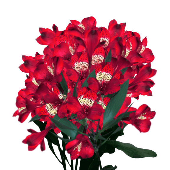 60 Stems of Red Select Alstroemerias- Beautiful Fresh Cut Flowers- Express Delivery