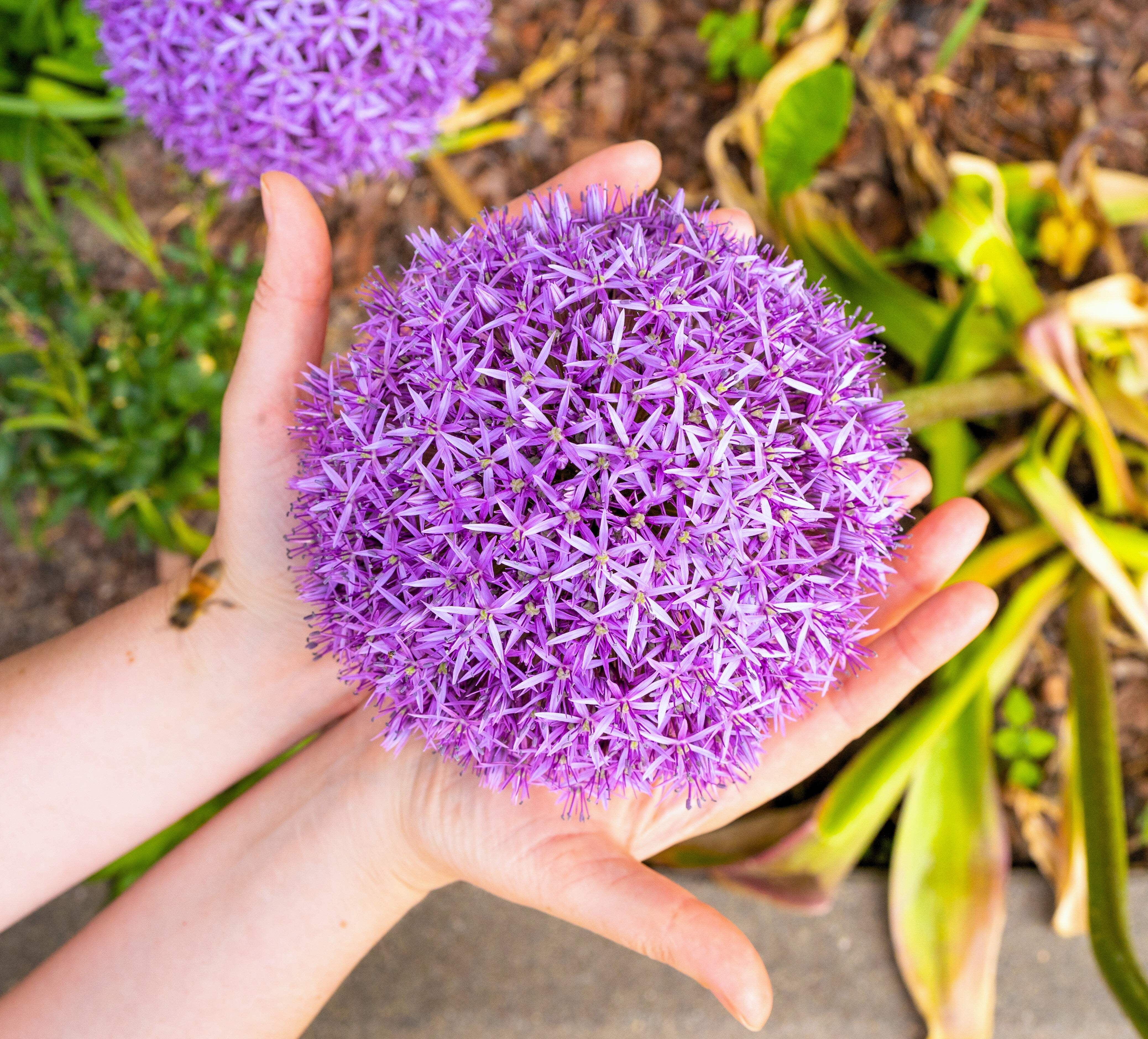 25 Seeds of Giant Allium Giganteum - Purple Globe Flower for