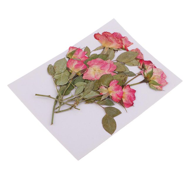 Paquete Flores Secas Naturales, Prensa , Flor Seca, , Hojas Prensadas para , Jabón, Manualidades, Scraobooking, de