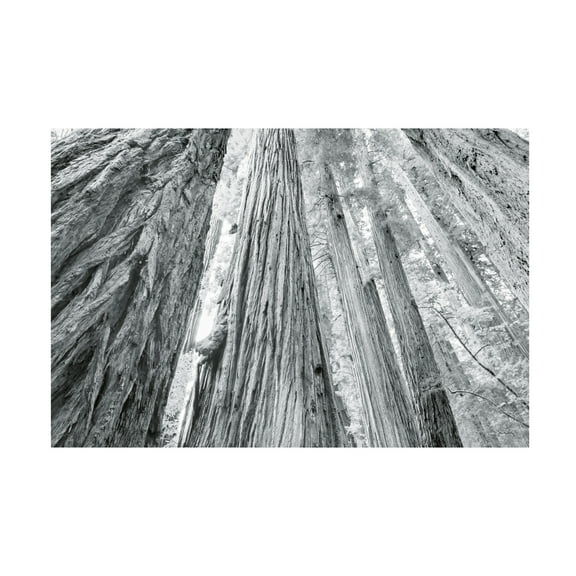 Alan Majchrowicz 'Redwoods Forest IV BW' Canvas Art